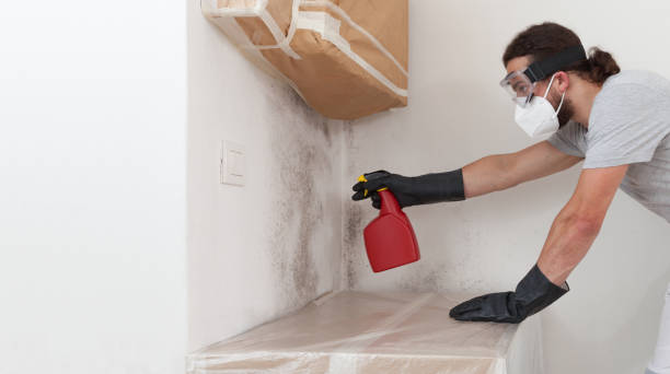 Professional Black Mold Remediation technician working in Essex Fells, NJ